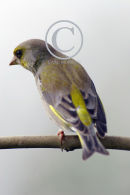 Male Greenfinch